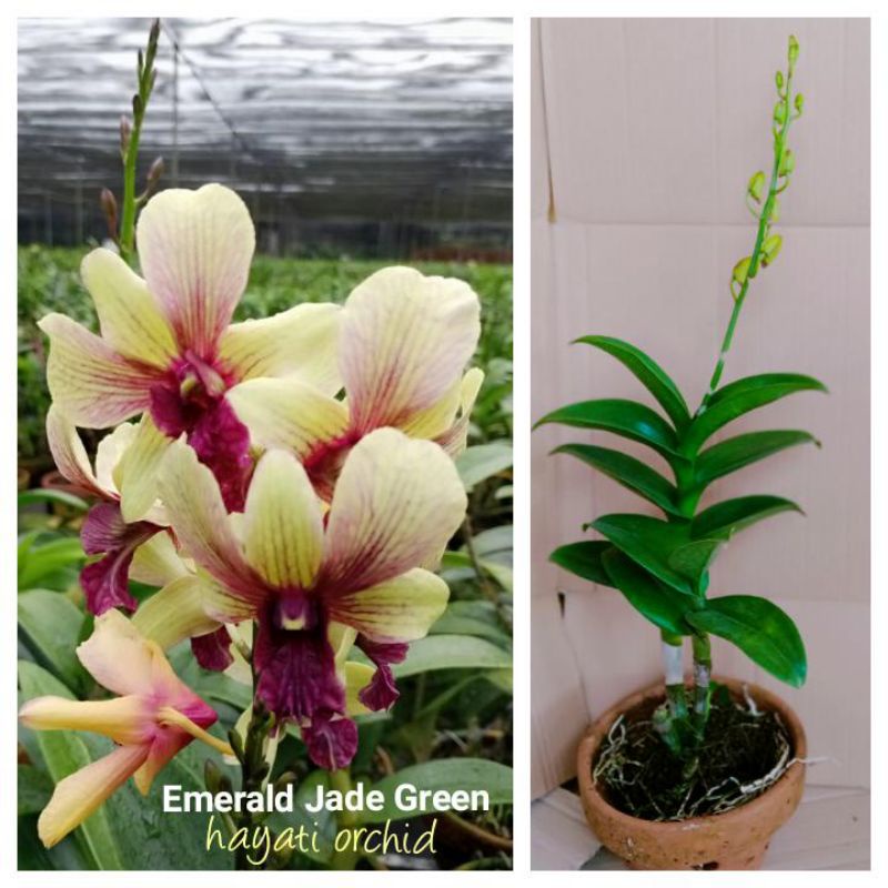 Jual Anggrek Dendrobium Emerald Jade Green | Shopee Indonesia