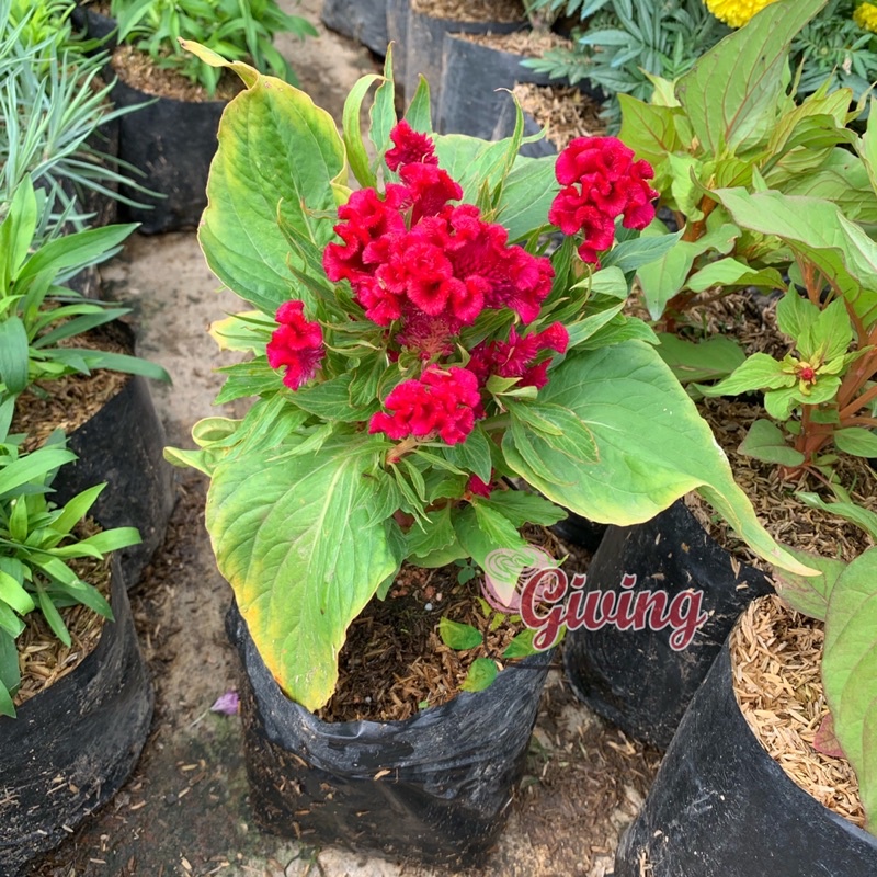 Jual Tanaman Hias Bunga Jengger Ayam / Cellosia Bulat (Sudah Berbunga ...