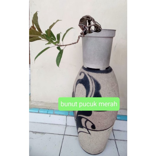 Jual bahan bonsai cascade/gaya air terjun bunut pucuk merah sesuai