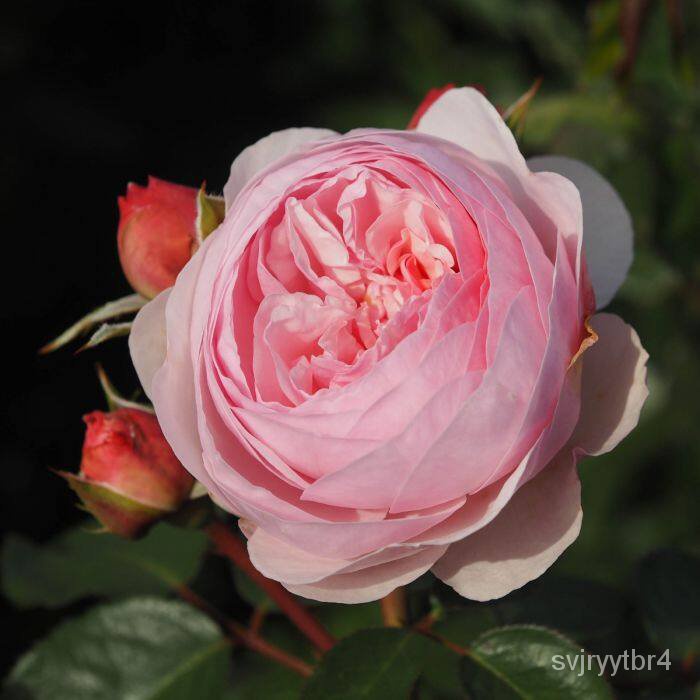 Jual 202230 biji montok Olivia Rose Austin British spesies biji mawar ...