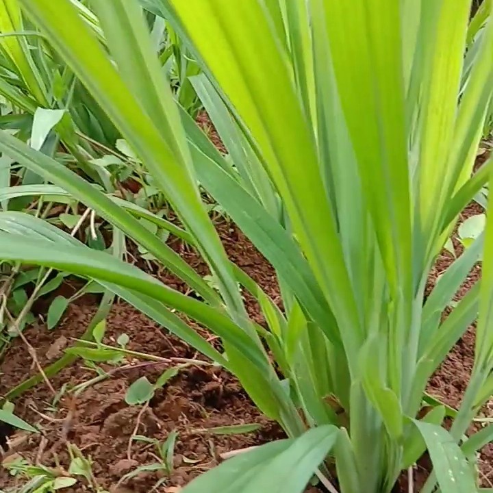 Jual Bibit rumput setaria 1kg pakan ternak | Shopee Indonesia