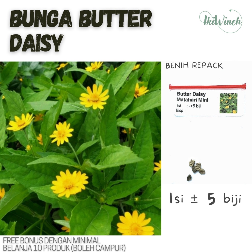 Jual E.11 Benih bunga BUTTER DAISY MATAHARI MINI (repack isi 5 biji
