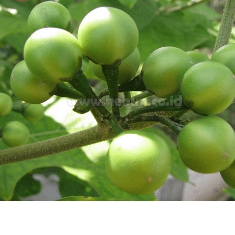 Jual Buah Cepokak I Takokak I Tekokak I Terung Pipit sSegar Fresh I ...