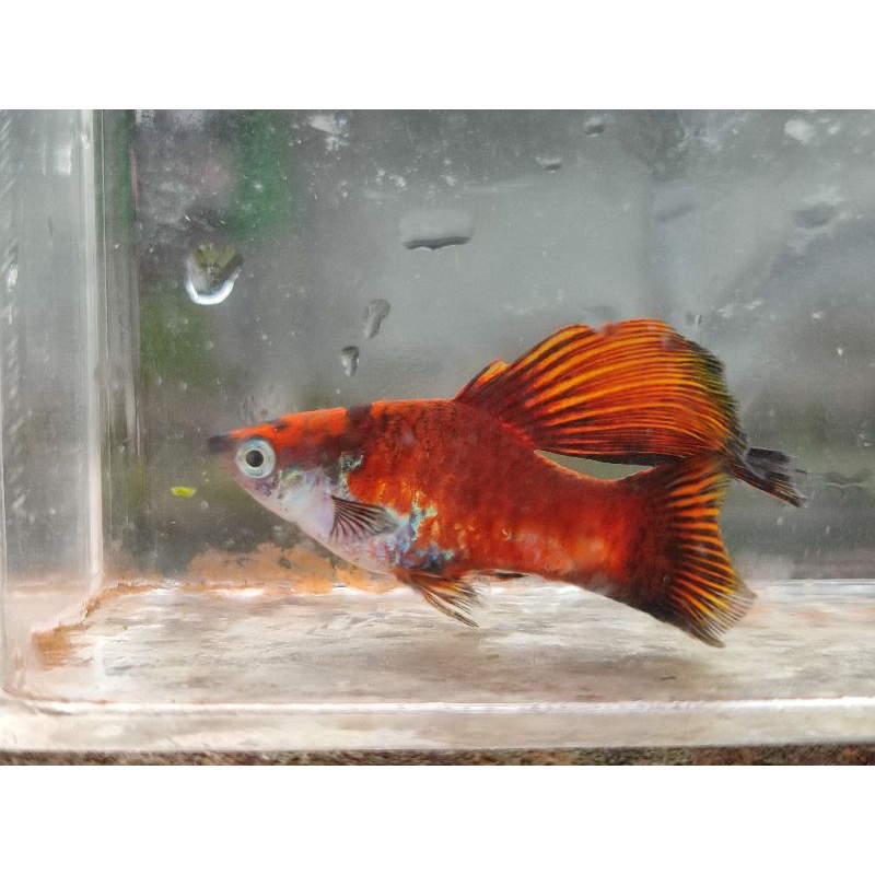 Jual variatus red aksesoris aquarium | Shopee Indonesia