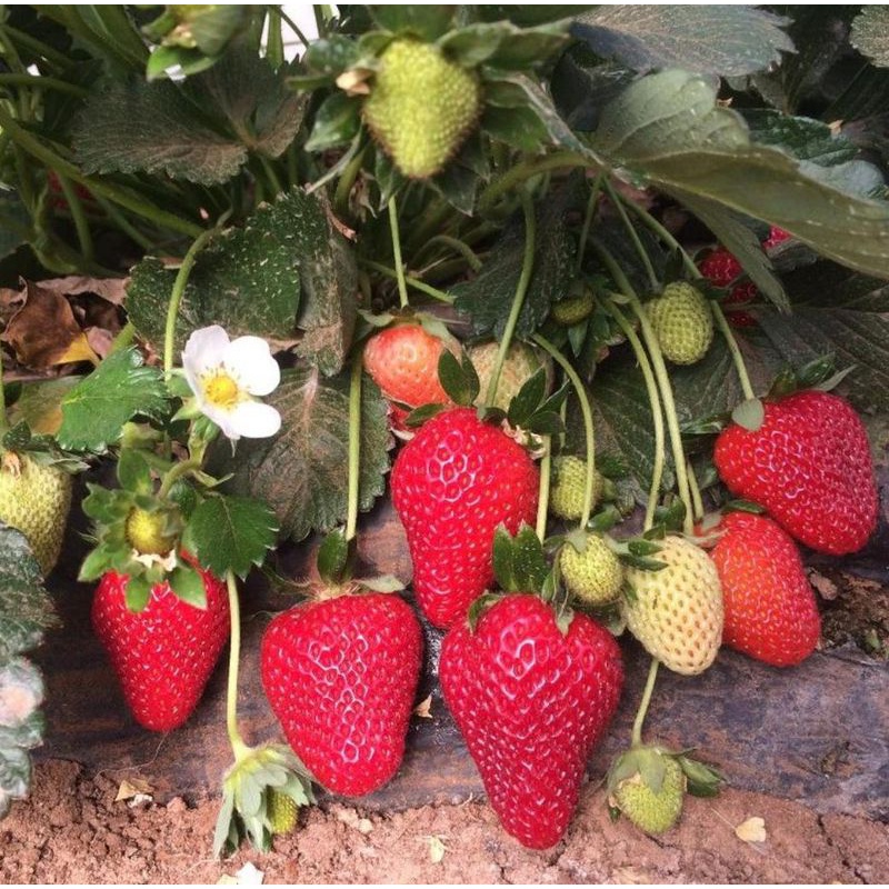 Jual Tanaman Strawberry Buah Besar Strawberry California | Shopee Indonesia