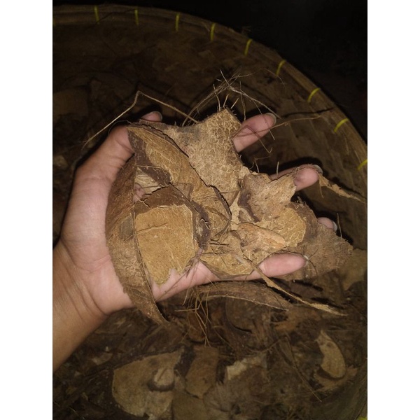 Jual Batok Kelapa Kering 1kg Shopee Indonesia