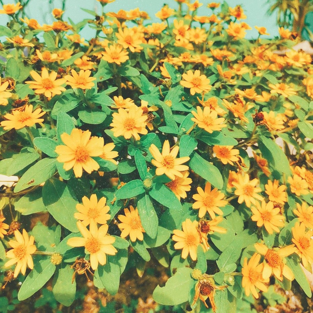 Jual Tanaman Bunga Butter Daisy Seribu Bintang (melampodium divaricatum