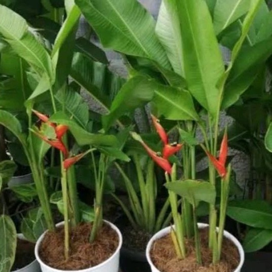 Jual Tanaman Hias Pisang Bali Heliconia Psittacorum Shopee Indonesia