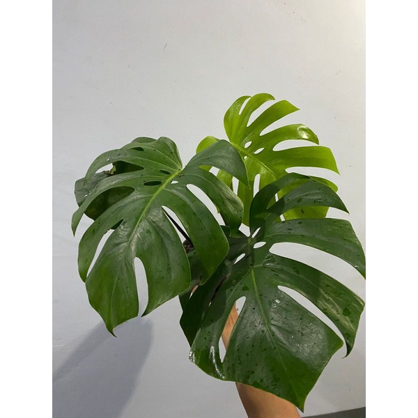 Jual TANAMAN HIAS MONSTERA DELISIOSA 4-5 DAUN | Shopee Indonesia