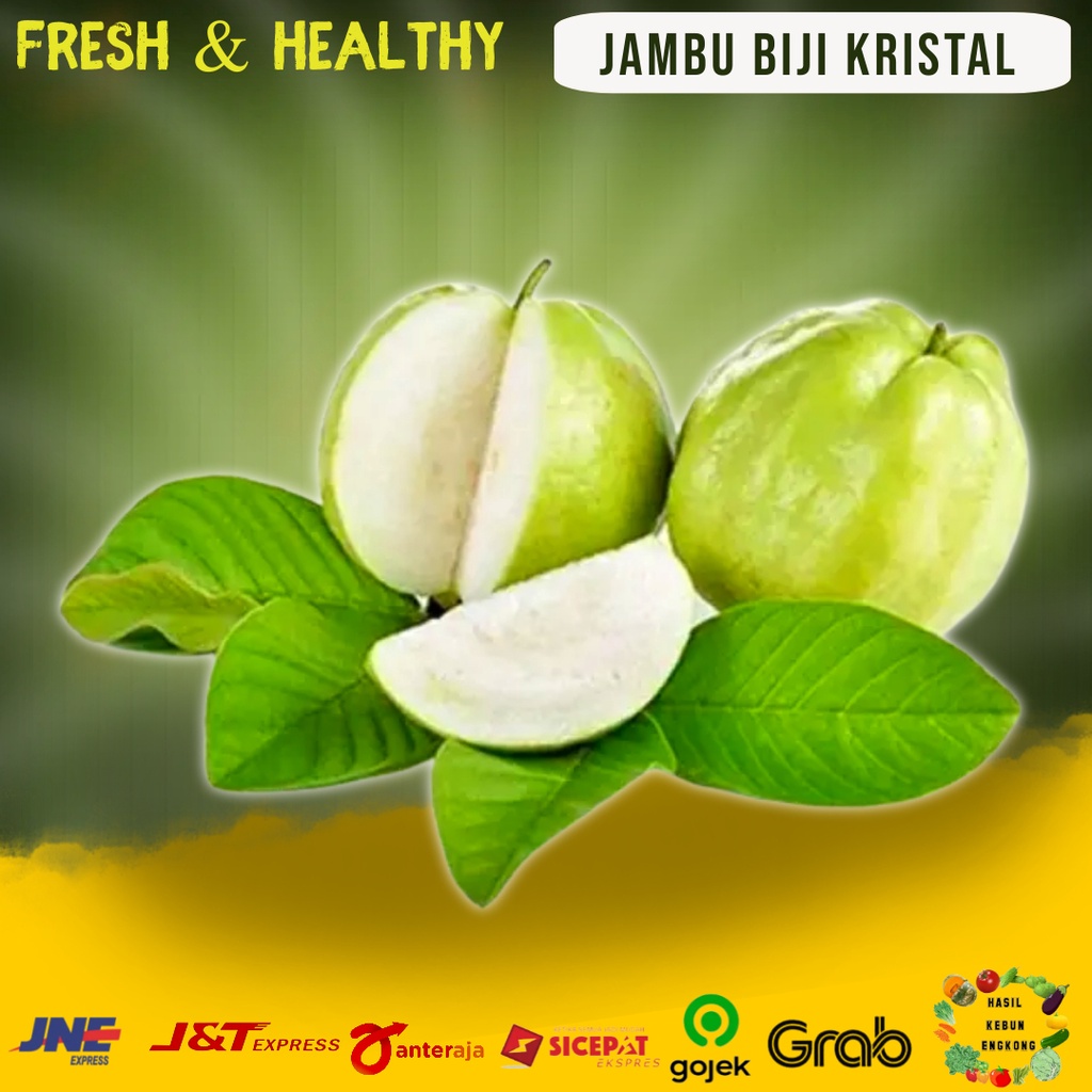 Jual Buah Jambu Klutuk Biji Putih Kristal Sunpride Segar Fresh Harga 1 ...