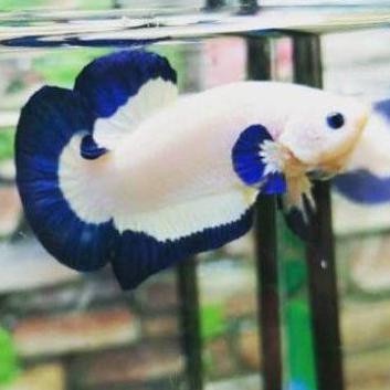 Jual Blue Rim Thailand Grade A - Blue Rim Ngerim Rapih | Shopee Indonesia