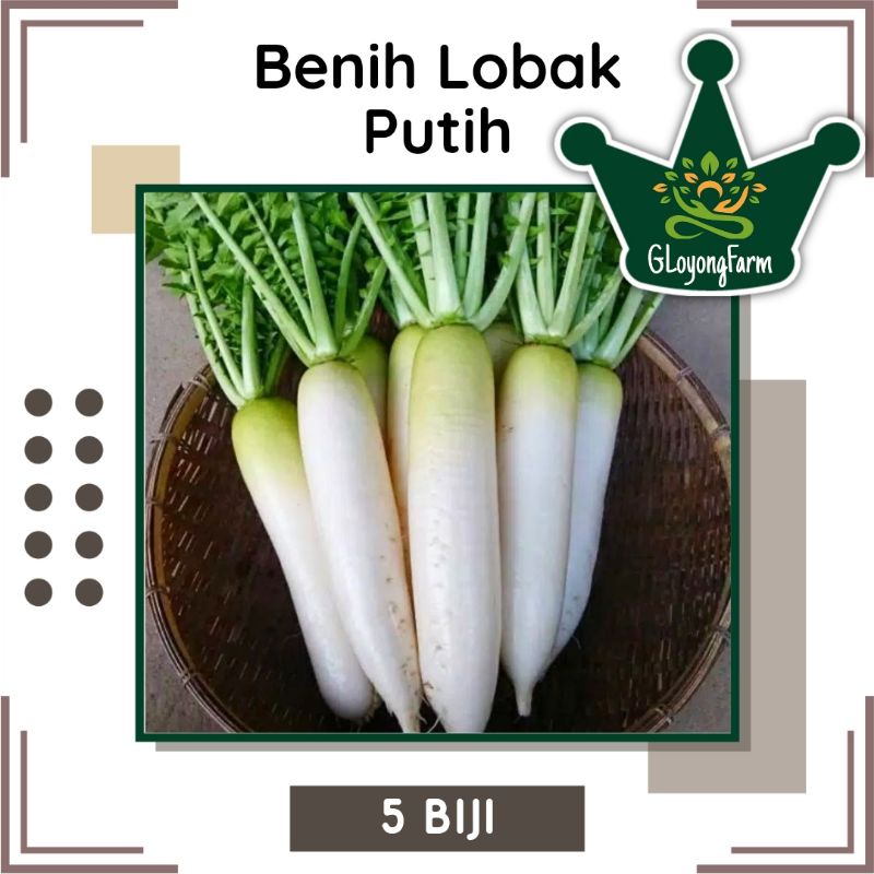 Jual Benih Bibit Lobak Putih Chinese Radish Bibit Sayuran Shopee