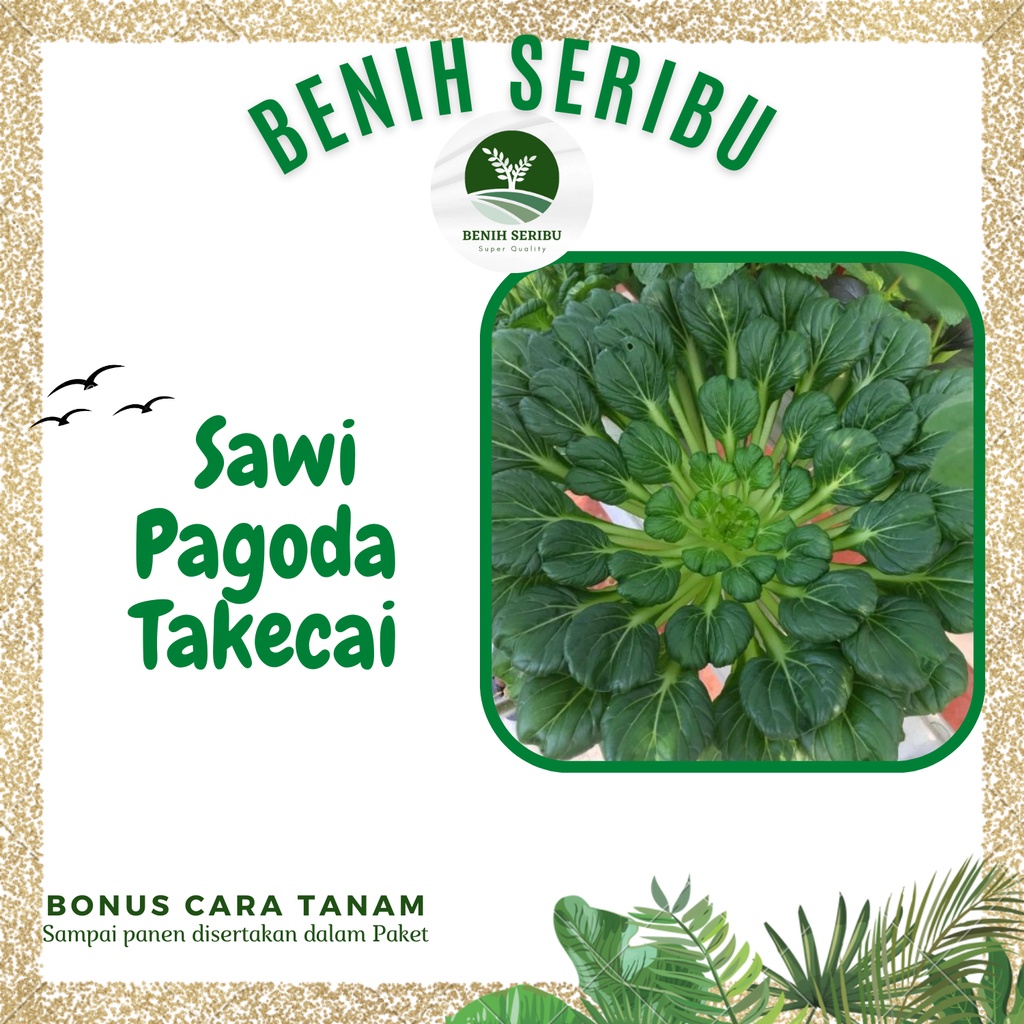 Jual Biji Benih Sawi Pagoda F Ta Ke Cai Known You Seed Tatsoi Bibit Tanaman Sayur