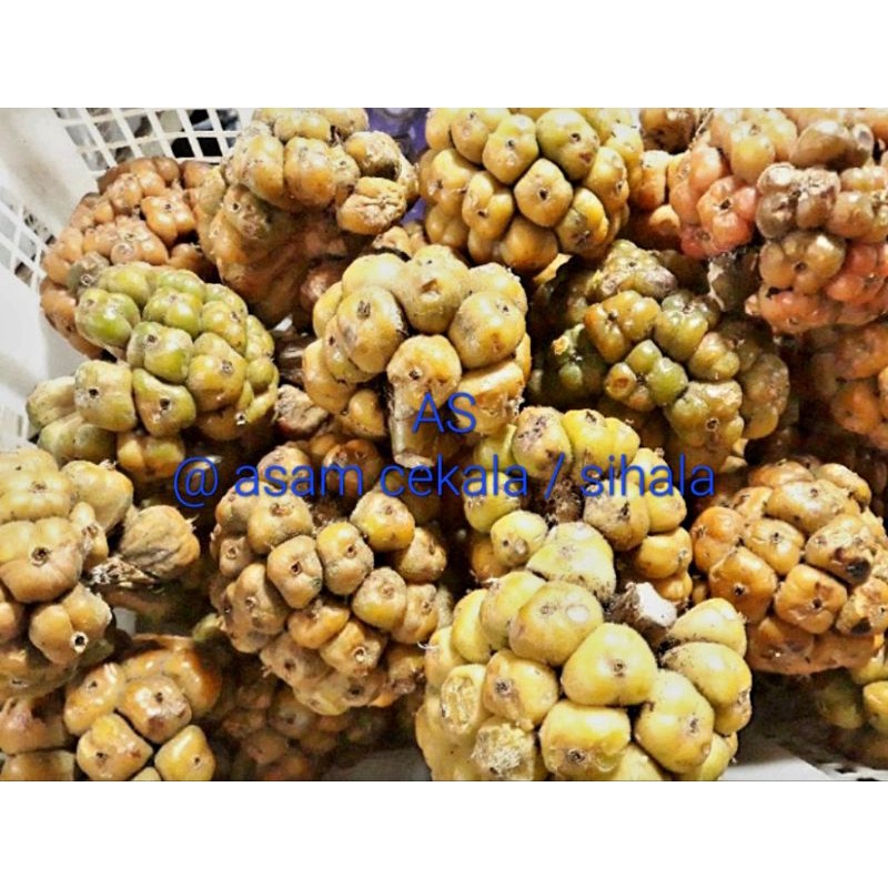 Jual Asam Cekala / Asam cikala / Asam patikala / Asam Sihala 250 gram ...