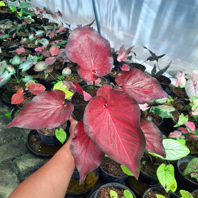 Jual Caladium Anggur Merah Bibit-caladium merah-caladium merah merona ...
