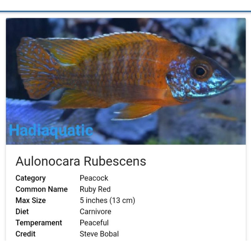 Jual Ikan Hias Cichlid African Aulonocara Cichlid Shopee Indonesia