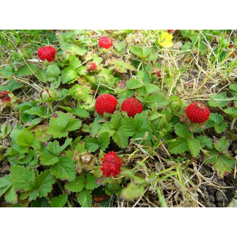 Jual Tanaman Buah Mock Strawberry / Strawberry Hutan / Arbei Hutan ...