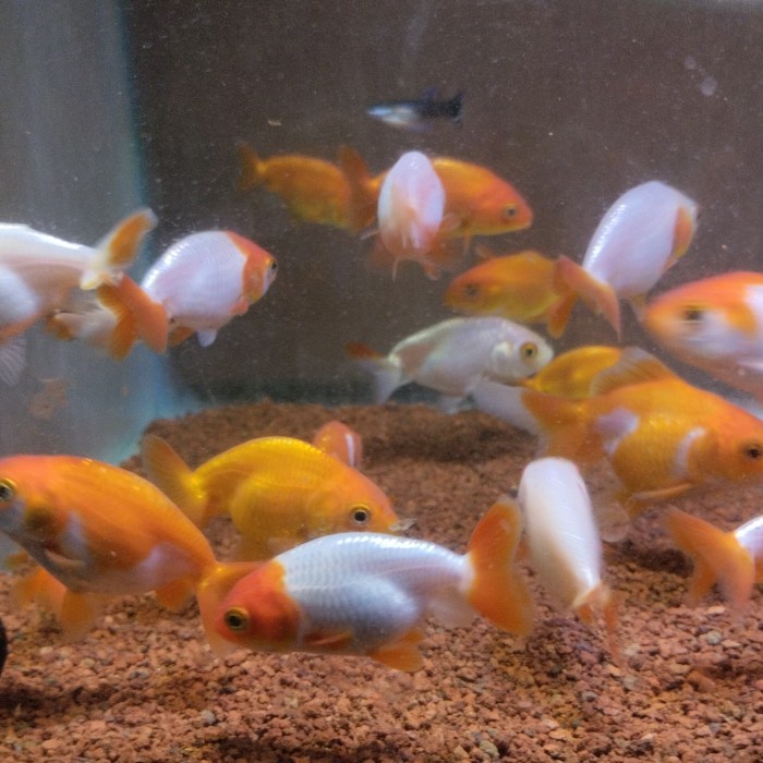 Jual Ikan Koki Rancu Cakep Penghias Aquarium Aquascape Gojek Only ...