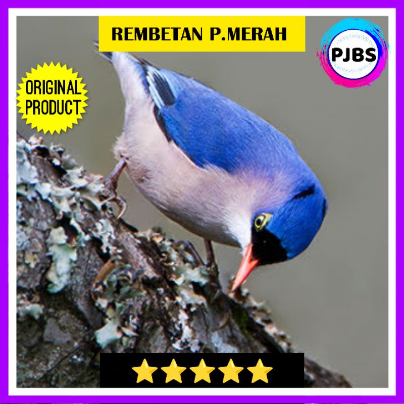 Jual BURUNG RAMBATAN REMBETAN Bahan masteran | Shopee Indonesia