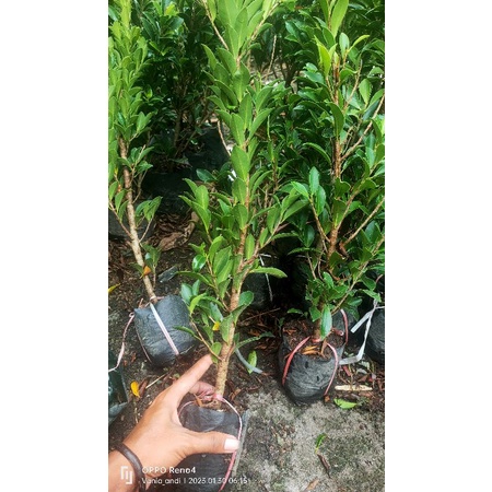 bibit rawatan ficus elegan(full akar)