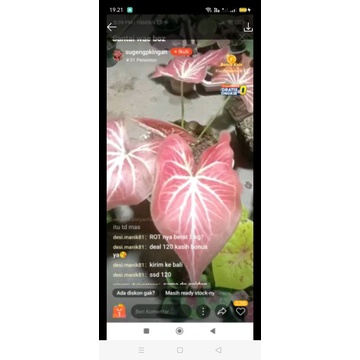 Jual tanaman bunga caladium ROT | Shopee Indonesia