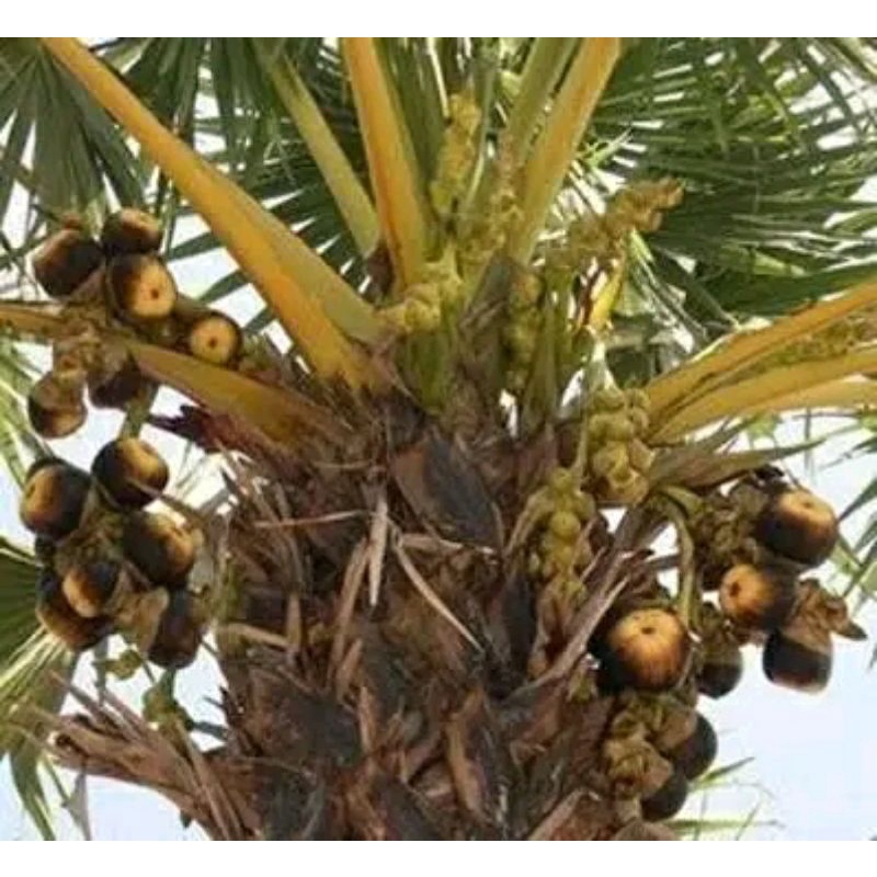 Jual Buah Siwalan Sudah Kupasan 100% Buah masih segar baru di ambil ...
