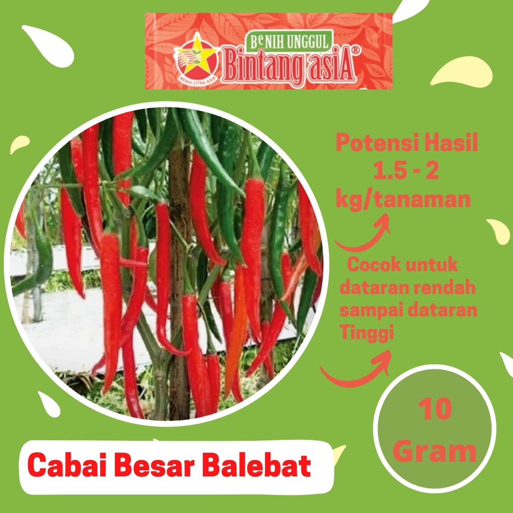 Jual Benih Cabai Cabe Besar BALEBAT F1 10 Gram Cap Bintang Asia PT ...