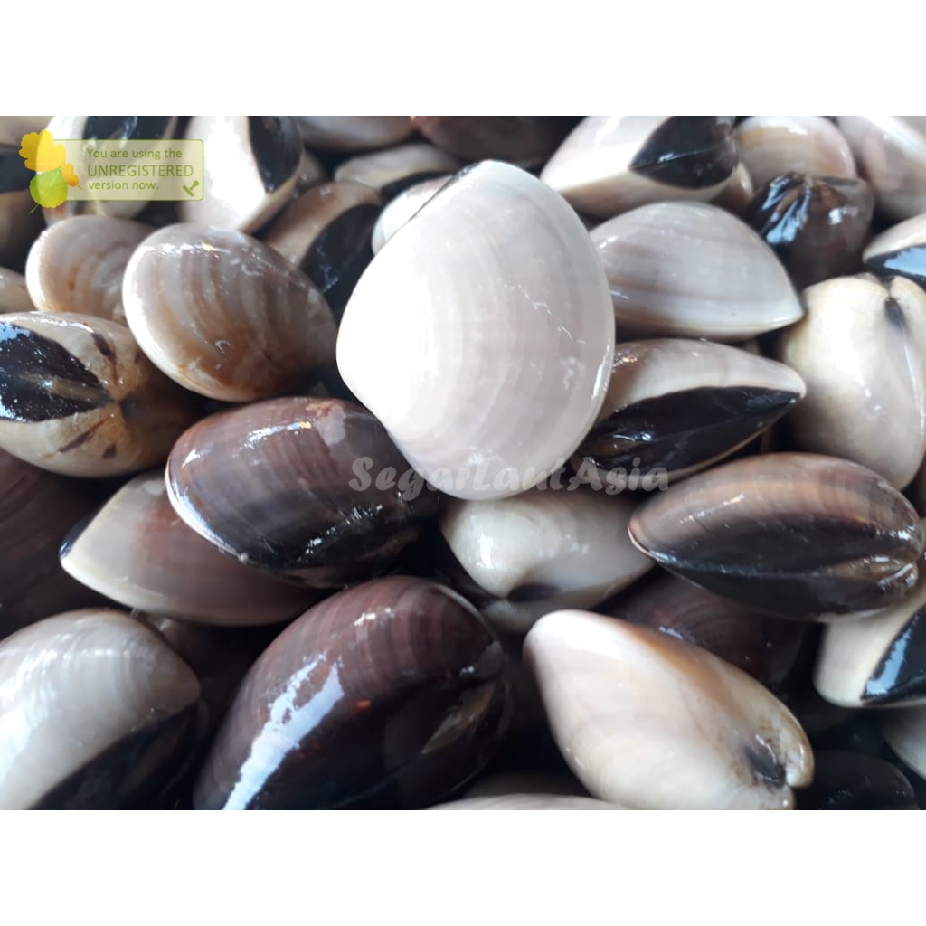 Jual Kerang Tahu Segar Kerang Tahu Hidup Kerang Kepah Kerang Laut Segar
