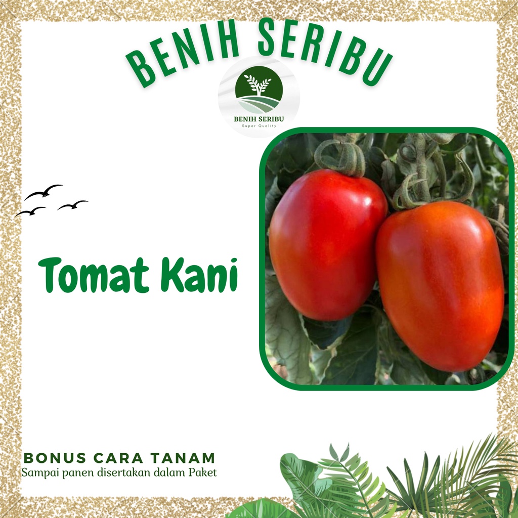 Jual Biji Benih Tomat Buah Kani F Hibrida Benih Bibit Tomat Besar Benih Seribu