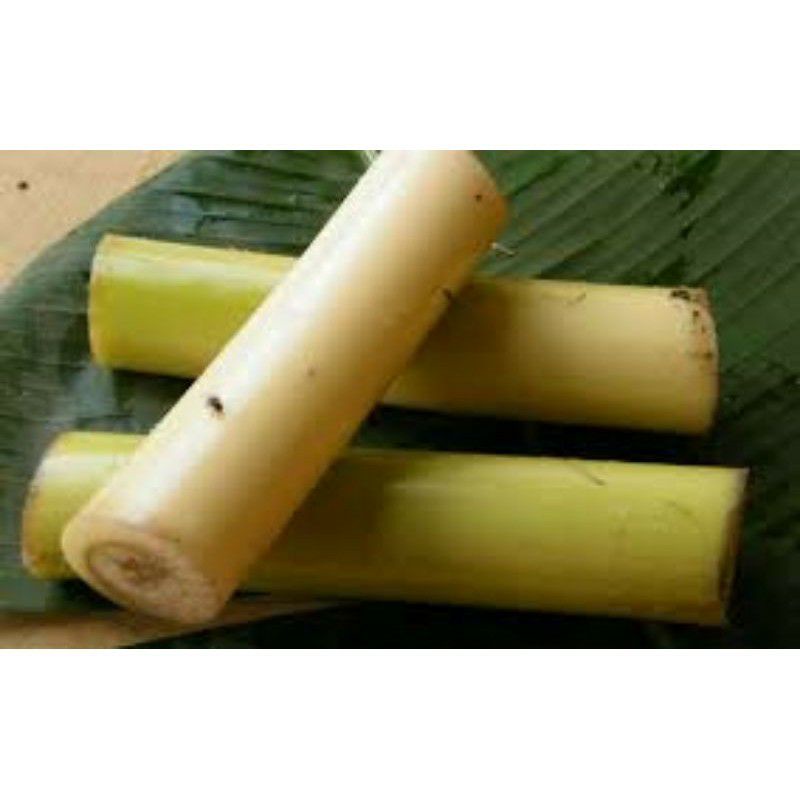 Jual Batang Pohon Pisang Manggala Pisang Biji Pisang Batu Segar 1 Kg