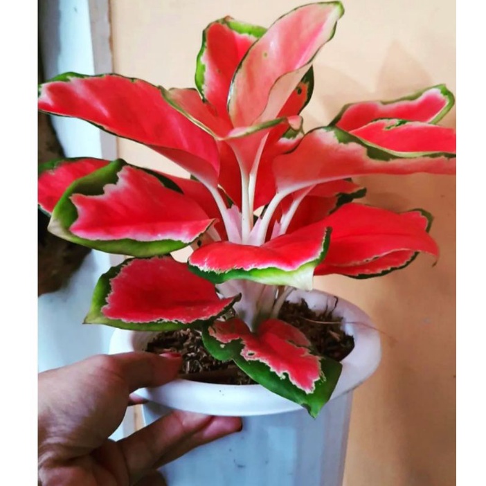 Jual Aglonema Angel Wings Remaja Tanaman Hias Hidup Bunga Hidup Bunga Aglonema Aglaonema