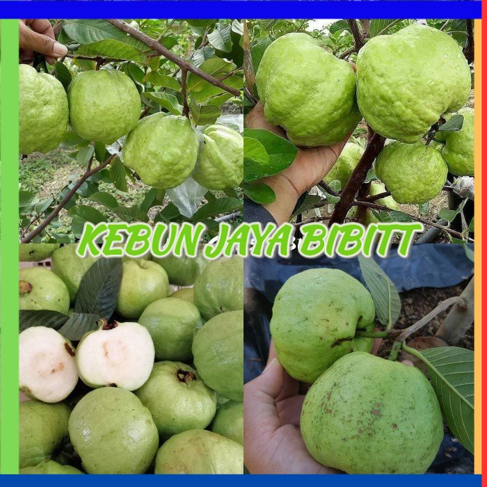 Jual Bibit Jambu Kristal Putih Tanpa Biji Termurah Shopee Indonesia