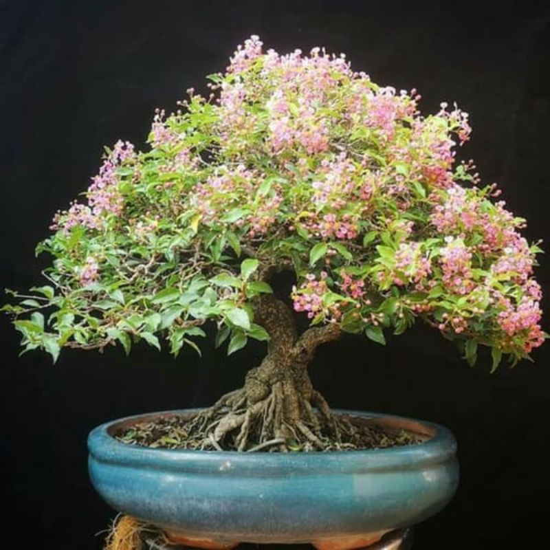 Jual Tanaman Bunga Sakura Mikro (Malpighia Glabra) / Micro Cherry ...
