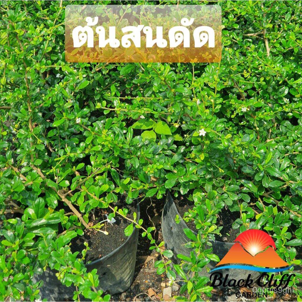 Jual 2022, 10 pohon pinus bending OK, kayu pinus bending OK, membuat