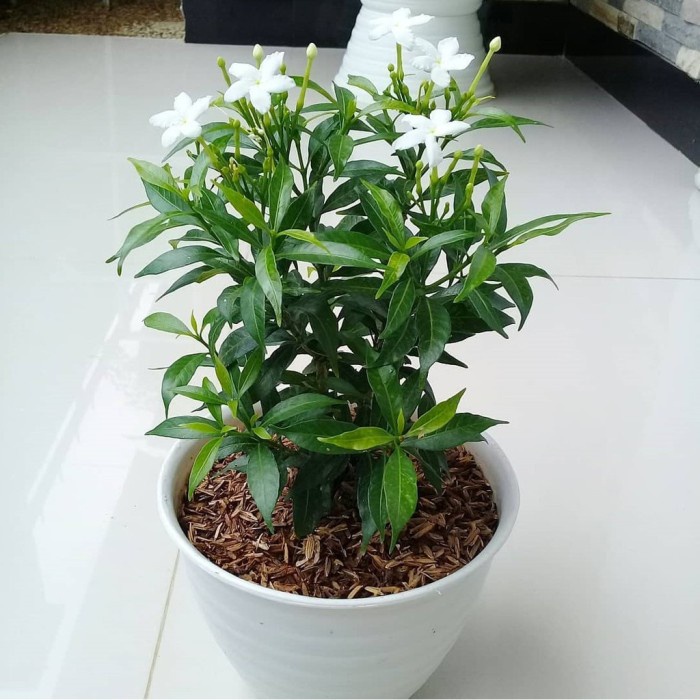 Jual Tanaman Bunga Melati China - Tanaman Hias Rombusa - Pohon Rombusa