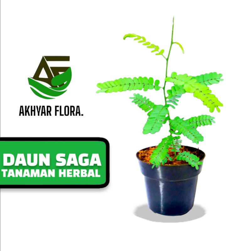 Jual Saga Rambat Manis Tanaman Herbal Daun Saga Mengobati Batuk dan ...