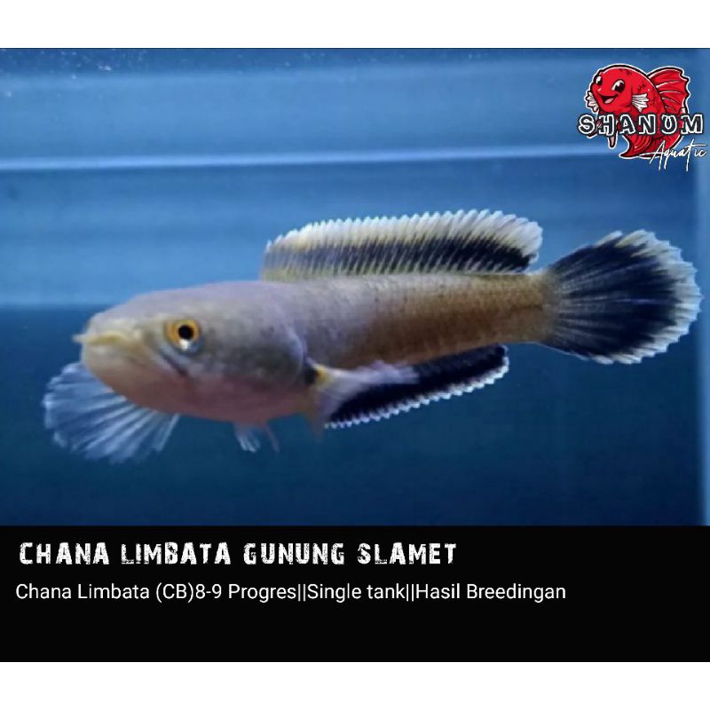 Jual Chana Limbata Gunung Slamet 8-9cm||Progres|| single tank ...