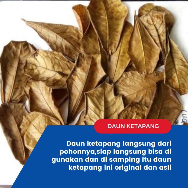 Jual Daun ketapang original Daun Ketapang Ketapang daun Ketapang kering ...