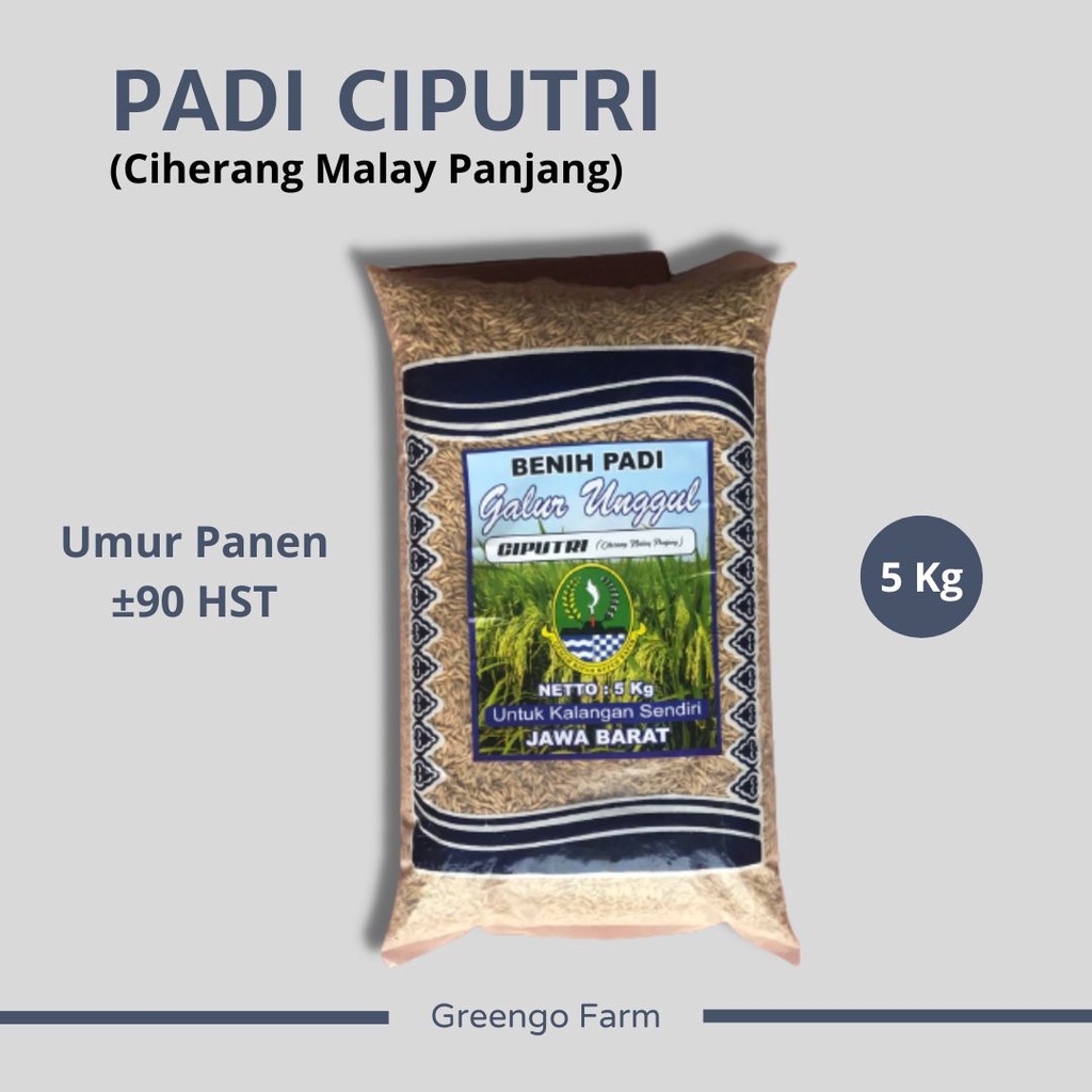 Jual Produk Benih Padi Galur Varietas Ciputri Ciherang Malay Panjang Kemasan Kg Cocok Untuk