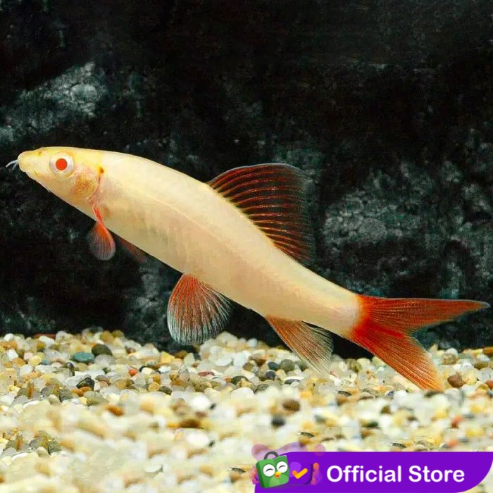 Jual Redfin Red Fin Albino Shark Red Tail Ikan Hias Aquascape Air