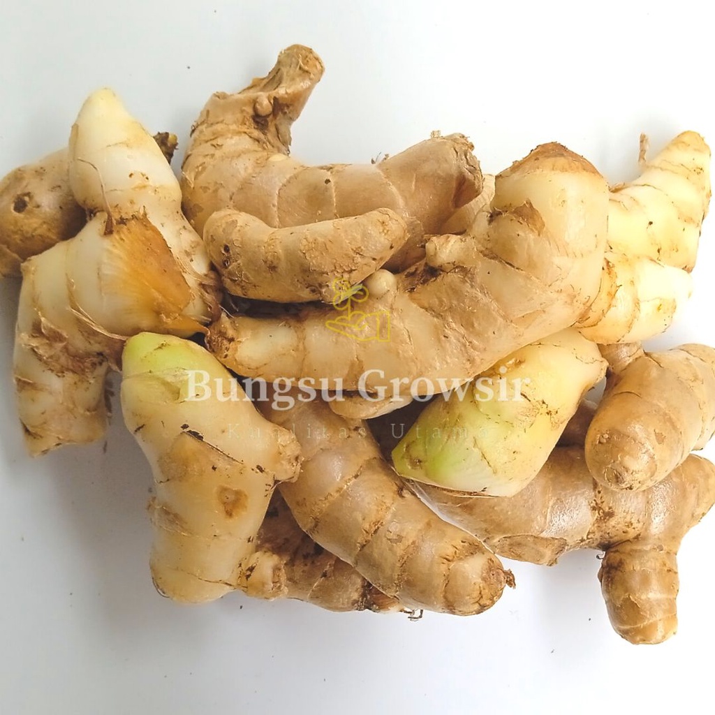 Jual Kunyit Temu Putih Segar 1kg Curcuma Zedoaria Obat Herbal Shopee Indonesia 9760