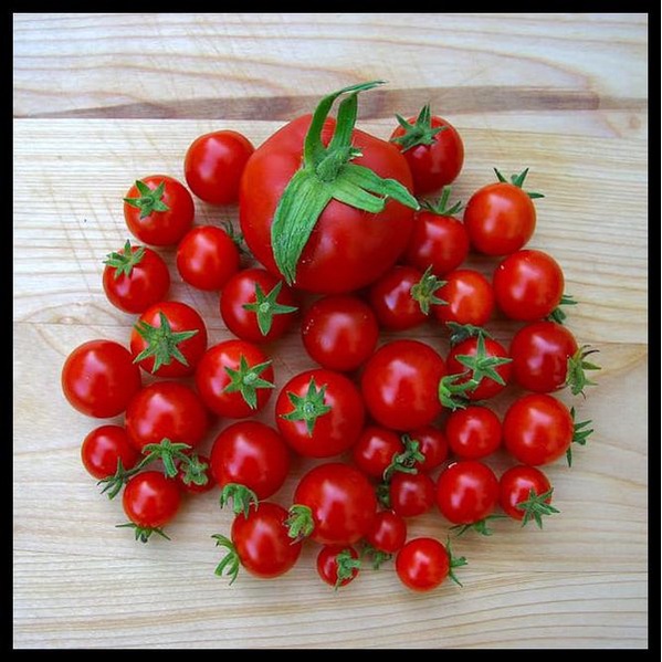 Jual 25 Benih Bibit Biji - Tomat Cherry Chung Rampai Merah Mini Tomato ...