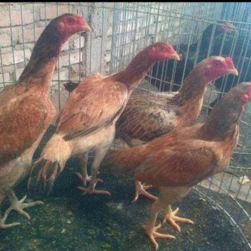 Jual Ayam Kampung Biang Hidup Siap Produksi Biang Ayam Kampung