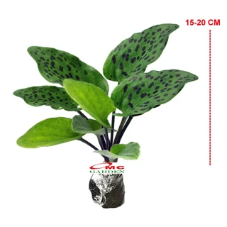 Kampir va boboning seks videosi