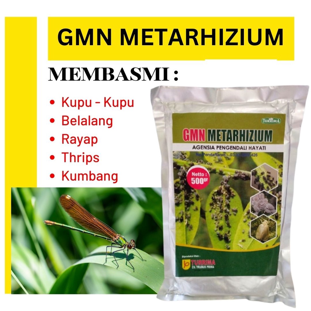 Jual Obat Kumbang Tanduk Pada Tanaman Kelapa Sawit Metarhizium