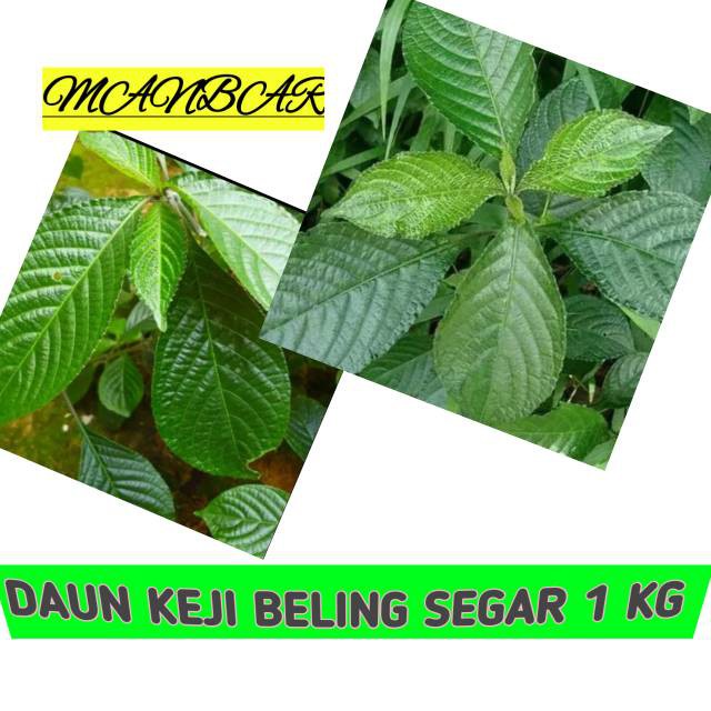 Jual Daun Pecah Beling Atau Daun Keji Beling 1kg | Shopee Indonesia