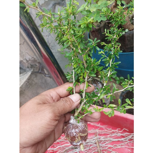 Jual CANGKOKAN SAENG SIMBUR MICRO VIETNAM BUNGA UNGU BAHAN BONSAI SSMV ...