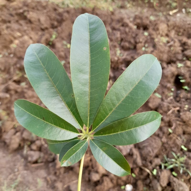 Jual Daun Randu Segar 100 Gram Daun kapuk | Shopee Indonesia