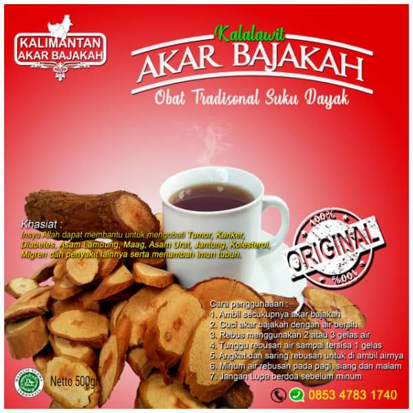 Jual Teh Bajakah Asli Kalimantan Original Akar Kayu Bajakah Asli