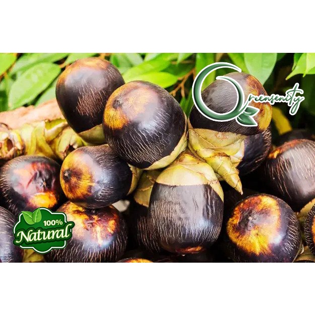 Jual BUAH SIWALAN/LONTAR 5 BIJI | Shopee Indonesia